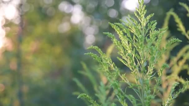 Młode Zielone Pędy Trawy Łąkowej Promieniach Zachodzącego Słońca — Wideo stockowe