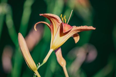 Sarı-turuncu zambak çiçek açmış. Yeşil arkaplanı bulanık güzel Lilium..