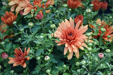 Bahçede bir sürü güzel portakal çiçeği açar..