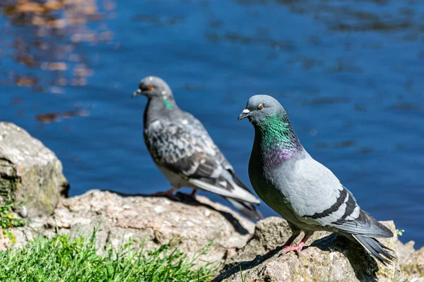 Zwei Tauben Auf Einem Felsen Mit Blauem Flusswasser Hintergrund Tauben — Stockfoto