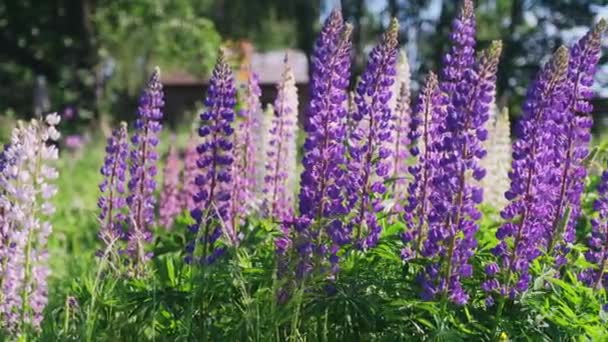 Beautiful Violet Lupin Flowers Field Flowers Sway Breeze — Stock Video
