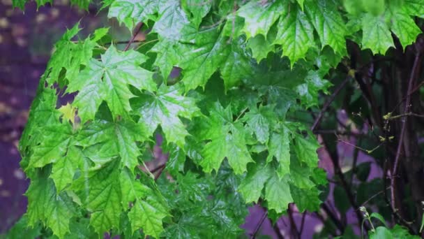 Кленовые Ветви Зелеными Листьями Качаются Ветру Дождем Капли Дождя Стекают — стоковое видео