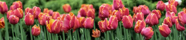 Schöne Aussicht Auf Ein Üppiges Blumenbeet Mit Roten Tulpen Frühling — Stockfoto