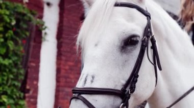 Koşumlu beyaz bir atın portresi. Güzel bir atın ağızlık kapağına yakın çekim.