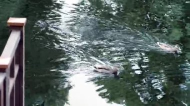 İki vahşi gri ördek bir yaz günü şehir parkında bir gölette yüzerler.