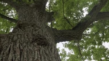 Aşağıdan yukarıya, yemyeşil bir tacı olan devasa bir meşe ağacı manzarası..