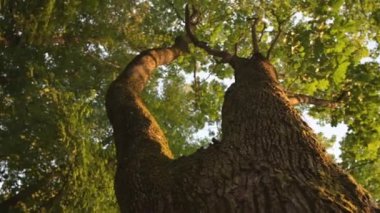 Güneşin batışında kabuğunun üzerinde gür bir taç ve yosun olan büyük yaşlı ağaç..