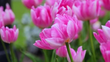 Pembe lalelerin yakın çekimi rüzgarda hafifçe esiyor. Pembe lale çiçeği tarlası.