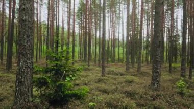 Yazın bulutlu ve bulutlu bir günde yeşil çam ormanı manzarası.