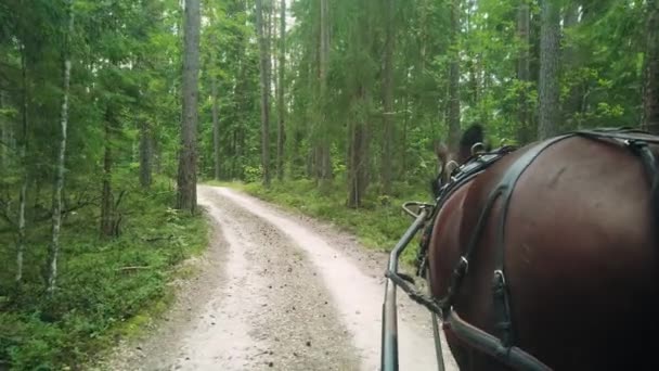 Cart Horse Drives Forest Road View Passenger Seat Open Road — Stock Video