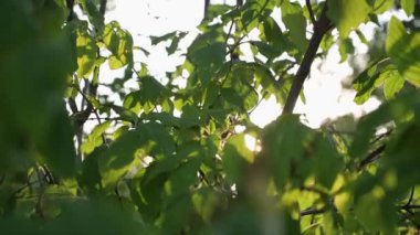 Güneş ışınları yoğun yaprakların arasından yol alır. Gün batımında güneş parlar.