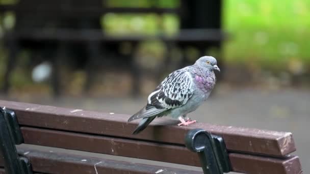 市内公園のベンチに鳩が座っている 鳩は暖かい夏の日に休み — ストック動画