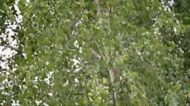 Birch Leaves Branches Swaying Wind Summer Field — Stock Video