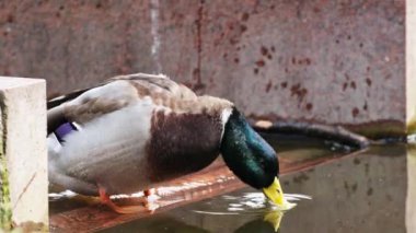 Şehir parkındaki bir göletin kıyısındaki yaban arısı tüyleri. Ördek yakın çekim.