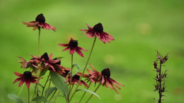Krzew Burgundowymi Kwiatami Kołyszącymi Się Wietrze Rozmytym Zielonym Tle — Wideo stockowe
