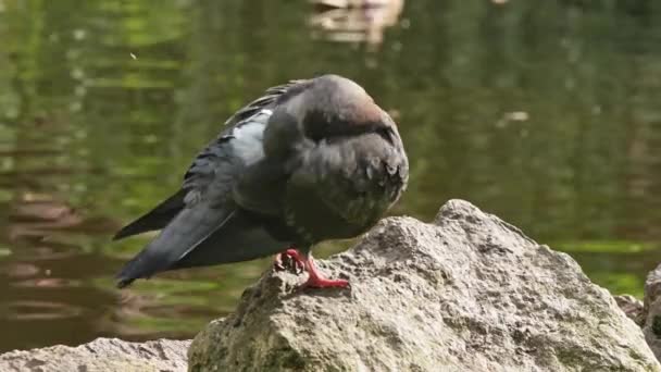 Dzikie Pióra Pędzla Gołębia Siedząc Kamieniu Brzegu Stawu Dove Zamknij — Wideo stockowe