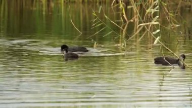 Kuğu yavruları gölün yüzeyinde yüzer ve küçük bir gölde beslenir..