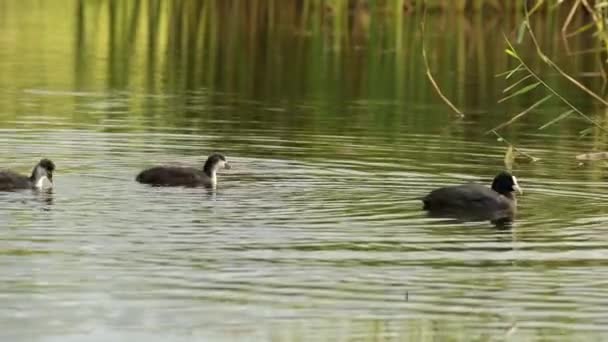 Pisklęta Łabędzie Żywią Się Małym Stawie Ptaki Pływają Powierzchni Jeziora — Wideo stockowe