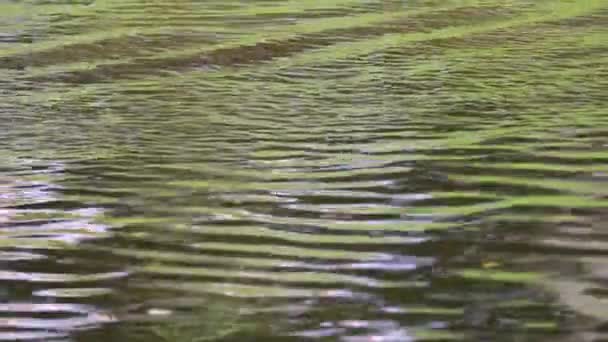 Small Waves Water Surface Texture Water Ripples Surface River Sea — Stock Video
