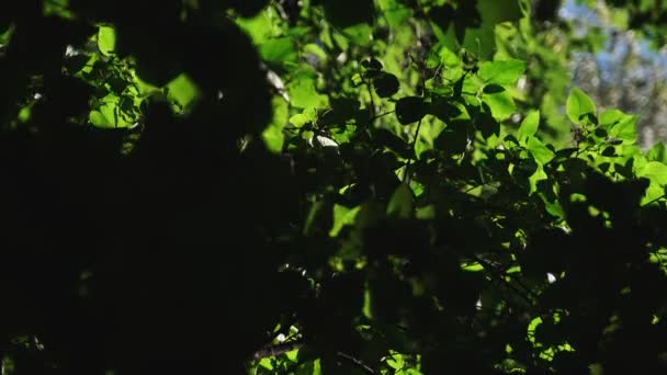 Подсветке Плотно Уплотняют Ярко Зеленые Листья Лилейника — стоковое видео