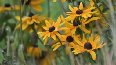 Çiçek açmış Kudüs enginarı. Çayırda bir buket sarı çiçek.