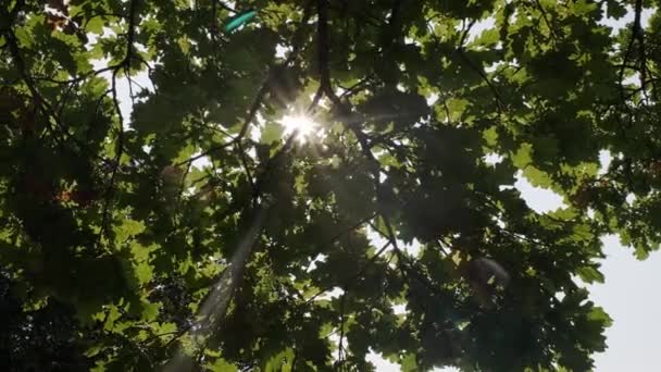 Sun Rays Shine Dense Green Foliage Oak Sun Glare — Stock Video
