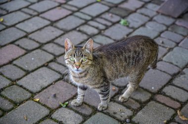 Gri kedi kameraya bakar. Kaldırımda duran bir kedinin portresi.