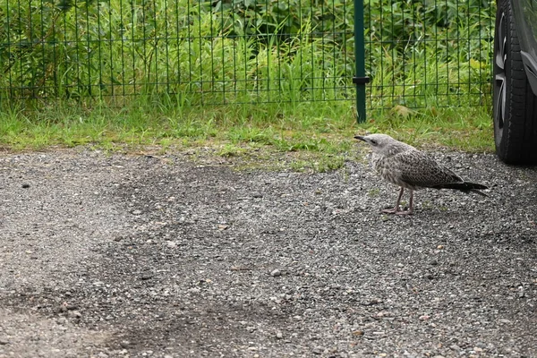 A seagull chick walks through the parking lot in spring. The bird is learning to fly.