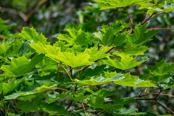 Denso Follaje Verde Hojas Arce Luz Fondo Textura Hoja — Foto de Stock