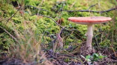 Kırmızı şapkalı zehirli bir mantar. Mantar sonbaharda ormandaki yosunların arasında yetişir..