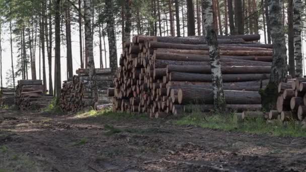 被砍倒的树成堆地在森林里 砍伐松树和桦树林 森林砍伐 — 图库视频影像