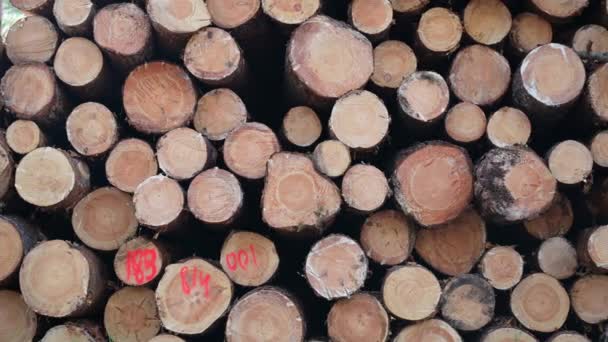 Cut Tree Trunks Pile Forest Cross Section Tree Trunks Background — Stock Video