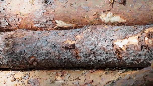 Longitudinalmente Troncos Pinos Cortar Troncos Árboles Pila Bosque Deforestación — Vídeos de Stock