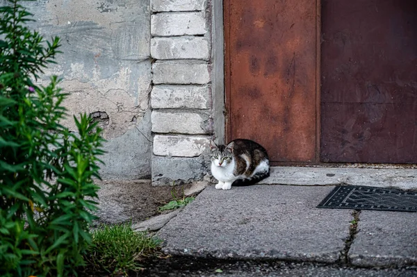 Kočka Sedí Vchodových Dveří Domácí Mazlíček Šel Procházku — Stock fotografie