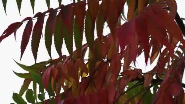 Gyönyörű Többszínű Levelek Staghorn Sumac Ősszel Rhus Typhina Ősszel — Stock videók