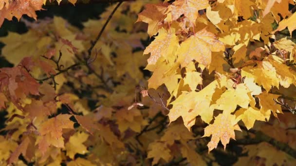 Lush Maple Branch Beautiful Yellow Orange Leaves Waving Does Autumn — Stock Video