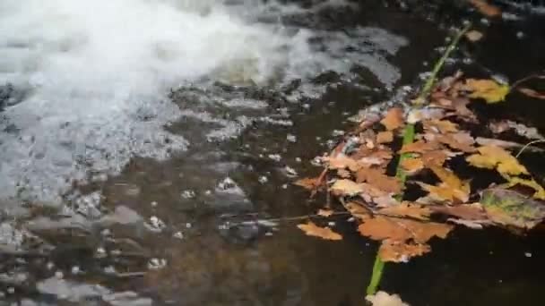 Pile Fallen Yellow Brown Leaves Floats Surface Water Waterfall — Stock Video