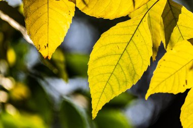 Sarı sonbahar yaprakları dalda. Yakın plan Güzel sonbahar yaprakları.