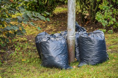 Toplanmış ve toplanmış sonbahar yaprakları. Büyük siyah plastik torbalar..