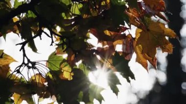 Güneş, yoğun akçaağaç yapraklarının ve parıltıların arasından parlıyor. Sarı sonbahar yapraklı bir ağaç dalı.
