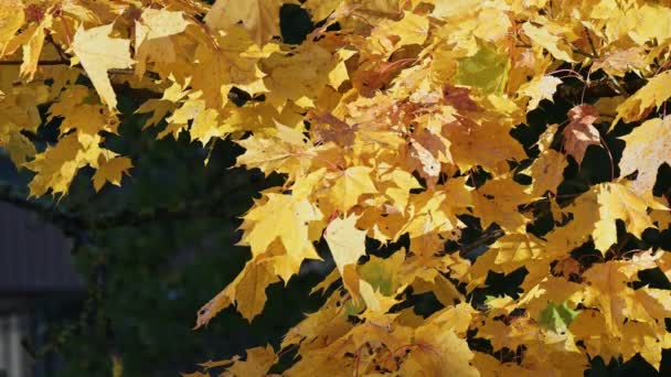 Beautiful Branch Maple Tree Autumn Yellow Orange Leaves Sways Wind — Stock Video