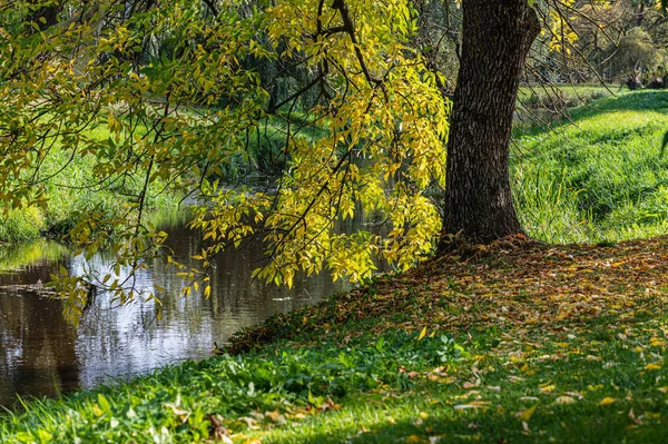 Schöne Ländliche Herbstlandschaft Ein Baum Mit Gelben Blättern Flussufer Park — Stockfoto