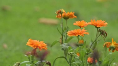 Rüzgarda sallanan turuncu kadife çiçekleri, bulanık yeşil arka planda turuncu-sarı bir çiçek buketi.