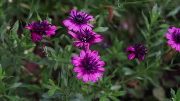 紫色的非洲雏菊盛开 花坛及园圃植物 — 图库视频影像