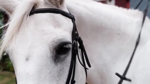 Detalhe Olho Cavalo Branco Montado Uma Fazenda Animais Estimação Rancho — Vídeo de Stock
