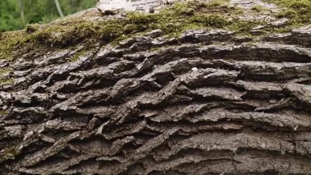 Textura Casca Árvore Relevo Com Musgo Verde Líquen Nela Velha — Vídeo de Stock