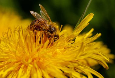 Bir coutry çayırüzerinde sow-devedikeni ve pappus. Coutry bahar.