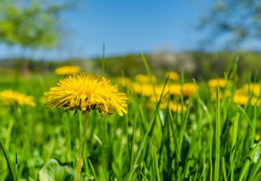 Bir coutry çayırüzerinde sow-devedikeni ve pappus. Coutry bahar.