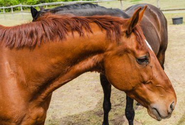 Güzel atlar. Otlaktaki atlar. Açık havada hayvanlar. Çitle çevrili mera.
