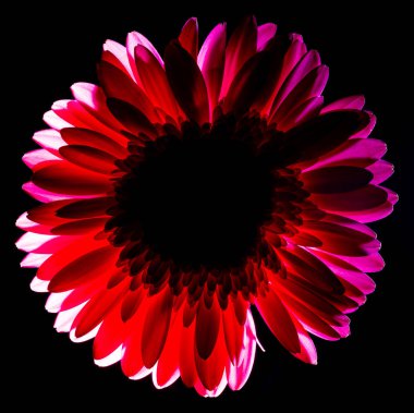 Güzel, pembe gerbera. Çiçeklerin makro fotoğrafları. Çiçek yapraklarının yakın çekim. Siyah bir arka plan üzerinde çiçek. İzole arka plan. Pullar ve krakerler. Bahçede yaz. Kesme çiçekler, bir vazo için Bitkiler.